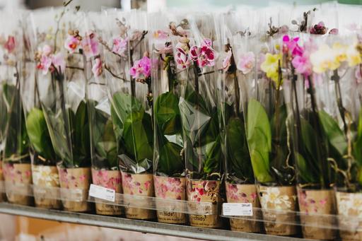 Een rij met orchideeën die verpakt zijn met hoezen.