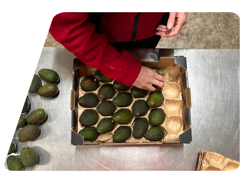 Een krat met een pakblad die gevuld wordt met avacado's