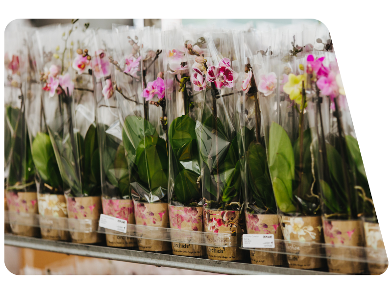 Een foto van orchideeën op een rij met een transparante hoes.