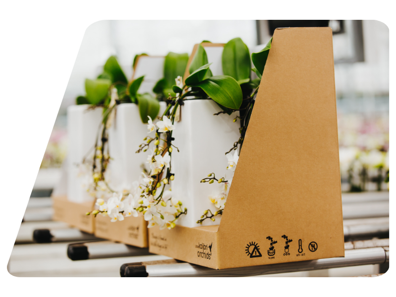 Dozen met orchideeën